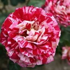 Ros 'Julio Iglesias' -Meyer Sales Shop narbild ros julio iglesias