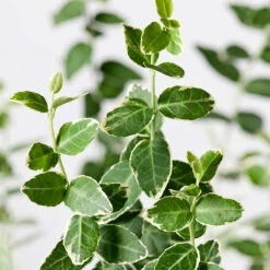 Front Page -Meyer Sales Shop narbild vitbrokig klatterbenved emerald gaiety