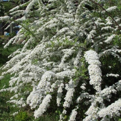 Norsk Brudspirea 'Grefsheim' 10-pack