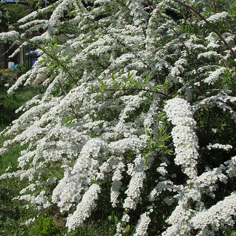 Norsk Brudspirea 'Grefsheim' 10-pack 1 Norsk Brudspirea 'Grefsheim' 10-pack