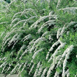 Norsk Brudspirea 'Grefsheim' 10-pack 5 Norsk Brudspirea 'Grefsheim' 10-pack -Meyer Sales Shop norsk brudspirea spirea cinerea grefsheim