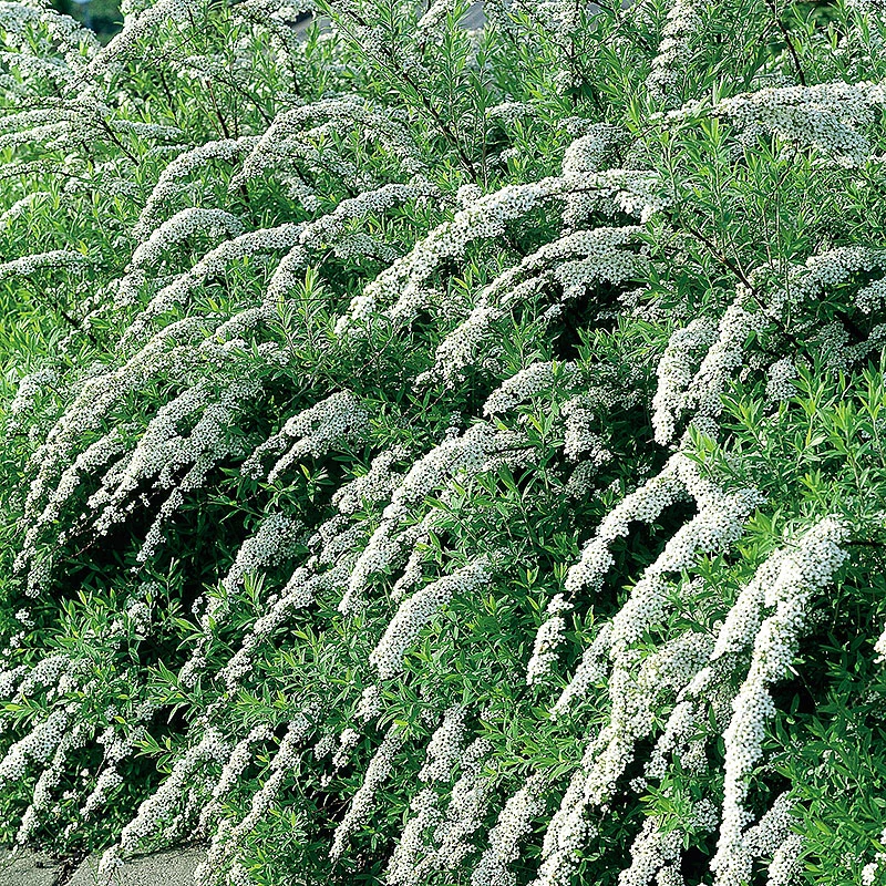 Norsk Brudspirea 80-100 Cm, 5-pack 1 Norsk Brudspirea 80-100 Cm, 5-pack