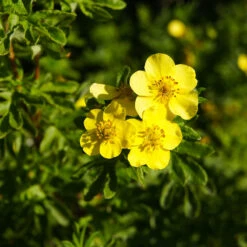 Ölandstok 'Goldfinger' 10-pack 6 Ölandstok 'Goldfinger' 10-pack -Meyer Sales Shop olandstok potentilla fruticosa goldfinger 1