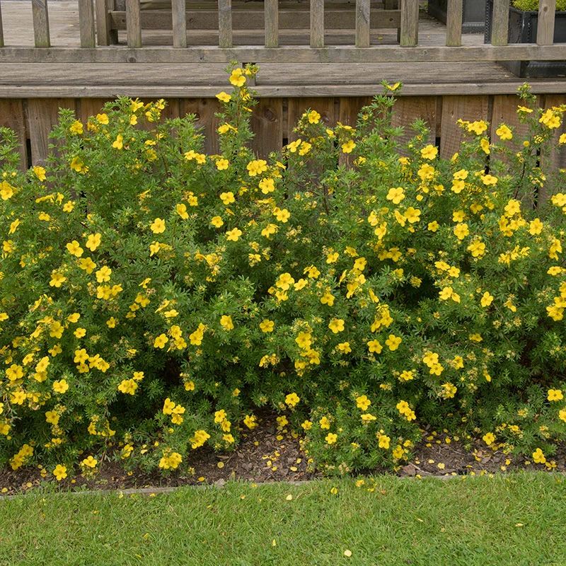 Ölandstok 'Goldfinger' 10-pack 2 Ölandstok 'Goldfinger' 10-pack - Image 2