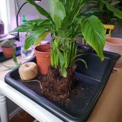 Planteringsbord Mini Tidy Tray 7 Planteringsbord Mini Tidy Tray -Meyer Sales Shop omplantering pa planteringsbord WH