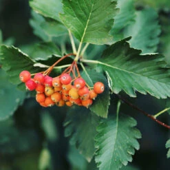 Oxel 10-pack -Meyer Sales Shop oxel sorbus intermedia 2