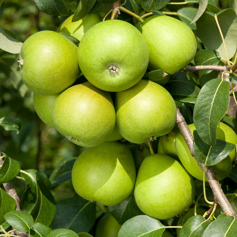 Päron 'Clara Frijs' 1 Päron 'Clara Frijs'