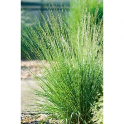 Blåtåtel 'Edith Dudszus' 2L, 2-pack