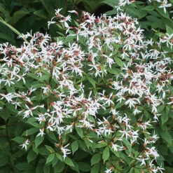 Gillenia, Trebladspira 2L, 2-pack