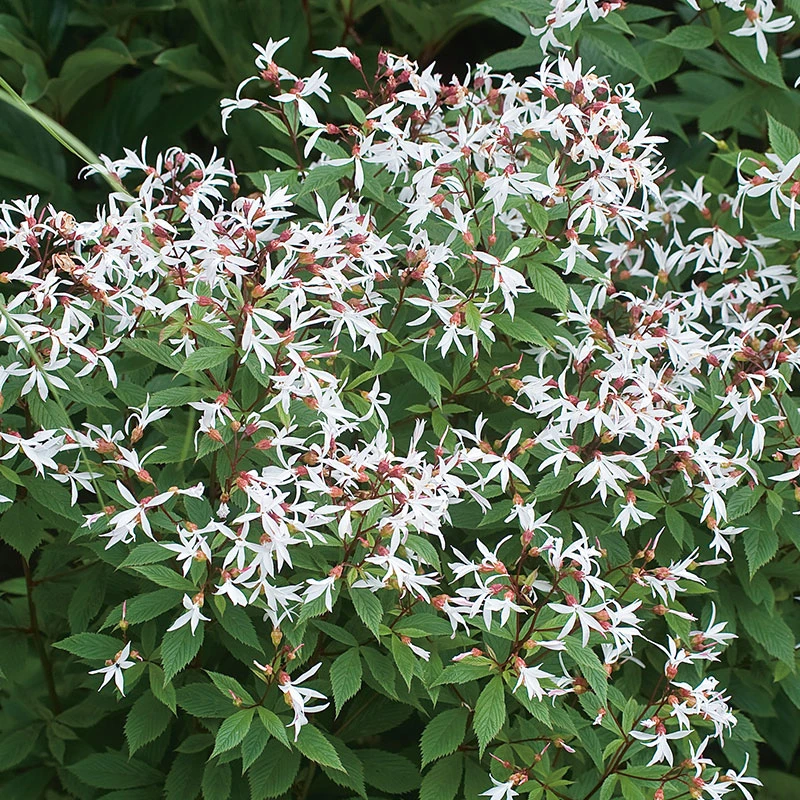 Gillenia, Trebladspira 2L, 2-pack 1 Gillenia, Trebladspira 2L, 2-pack