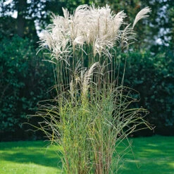 Glansmiskantus 'Silberfeder' 2L, 2-pack