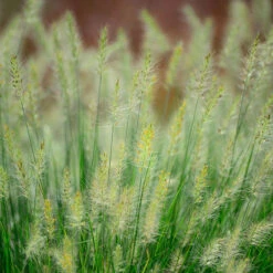 Lampborstgräs 'Little Bunny' 2L, 2-pack