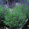 Lavendel 'Hidcote' 2L, 2-pack