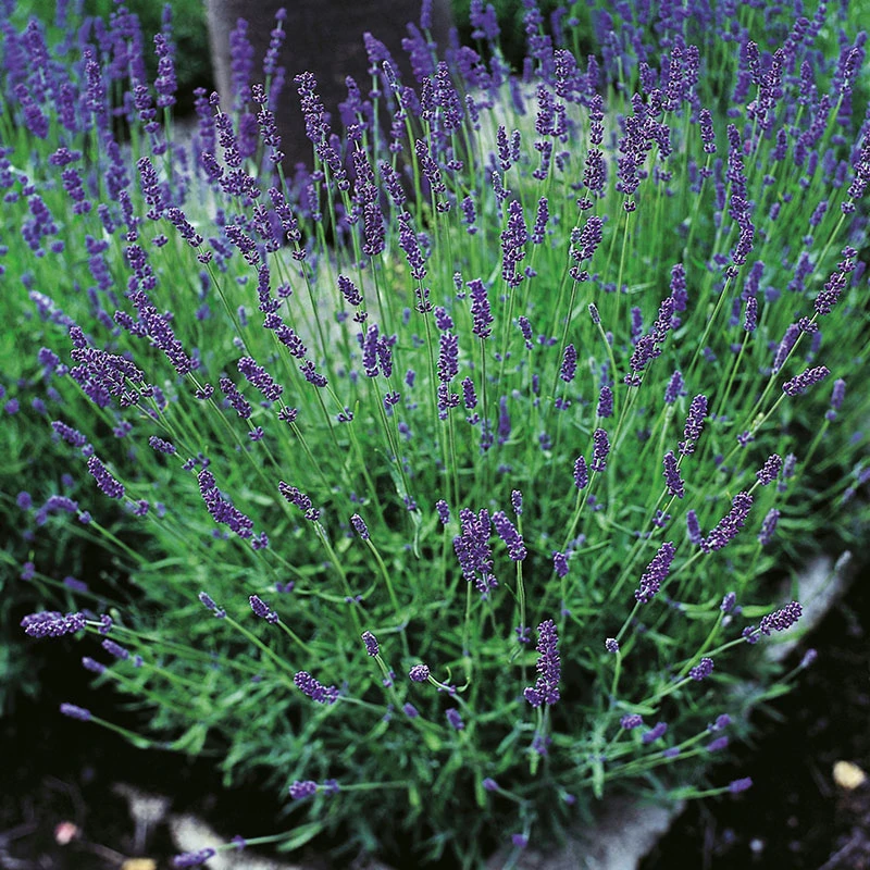 Lavendel 'Hidcote' 2L, 2-pack 1 Lavendel 'Hidcote' 2L, 2-pack