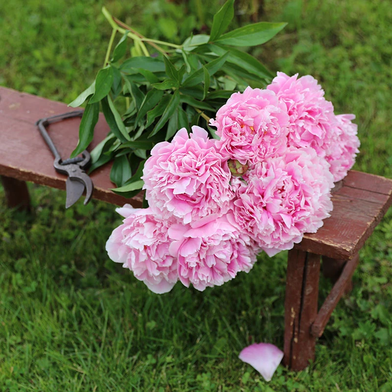 Luktpion 'Sarah Bernhardt' 2L, 2-pack 2 Luktpion 'Sarah Bernhardt' 2L, 2-pack - Image 2