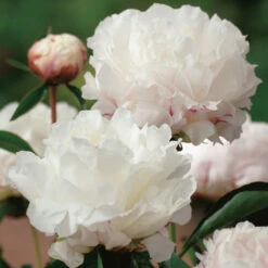 Luktpion 'Shirley Temple' 2L, 2-pack