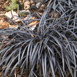 Mörkt Ormskägg 'Niger' 2L, 2-pack