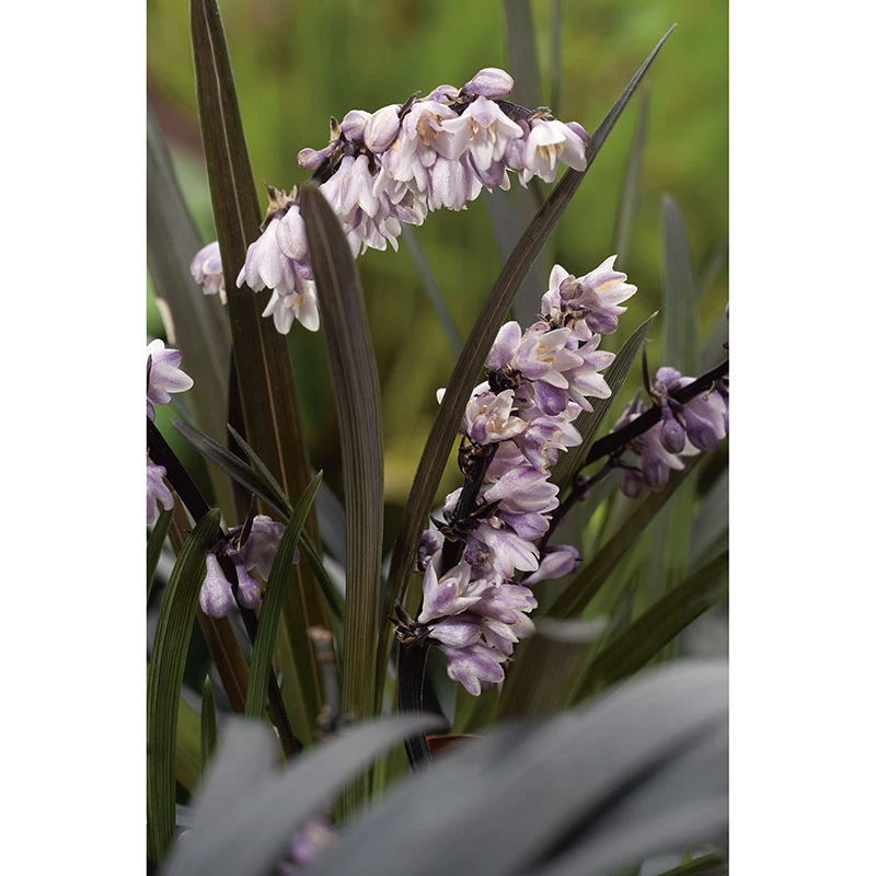 Mörkt Ormskägg 'Niger' 2L, 2-pack 2 Mörkt Ormskägg 'Niger' 2L, 2-pack - Image 2