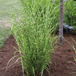 Zebragräs, Glansmiskantus 'Strictus' 2L, 2-pack