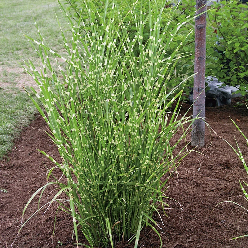 Zebragräs, Glansmiskantus 'Strictus' 2L, 2-pack 1 Zebragräs, Glansmiskantus 'Strictus' 2L, 2-pack