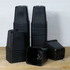 Meyer Perennkruka 9 X 9 Cm, 50st