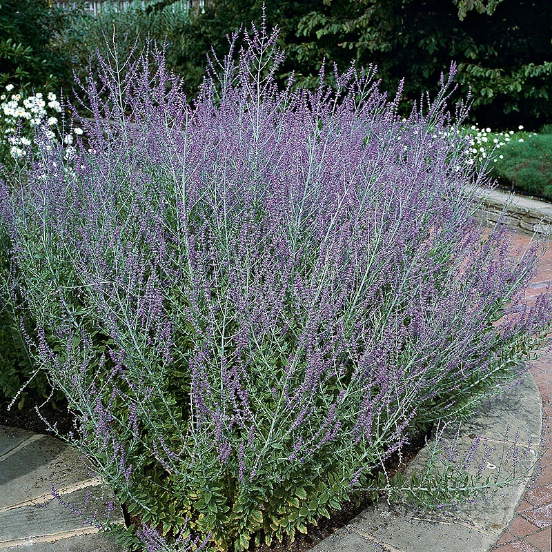 Perovskia 'Blue Spire' 1 Perovskia 'Blue Spire'