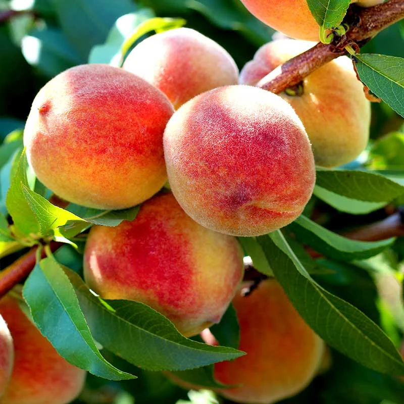 Persika 'Redhaven' 1 Persika 'Redhaven'