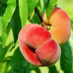 Persika 'Saturn'