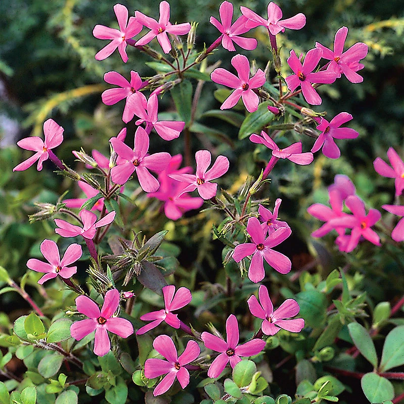 Krypflox 'Home Fires', 6-pack 1 Krypflox 'Home Fires', 6-pack