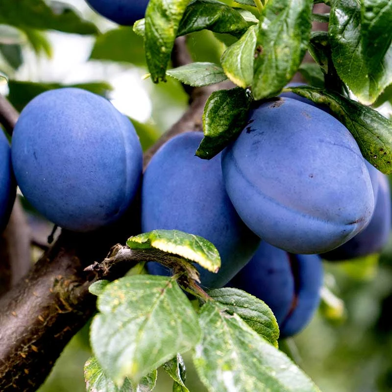 Plommon 'Exp. Fältets Sviskon' - M Uppbindn 1 Plommon 'Exp. Fältets Sviskon' - M Uppbindn