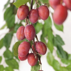 Plommon 'Victoria', Svagväxande