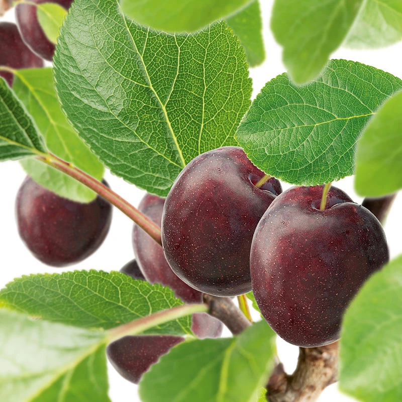 Plommon 'Jubileum' 1 Plommon 'Jubileum'