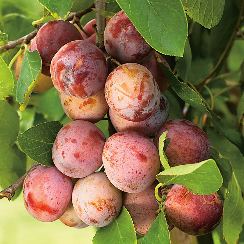 Plommon 'Opal' 1 Plommon 'Opal'