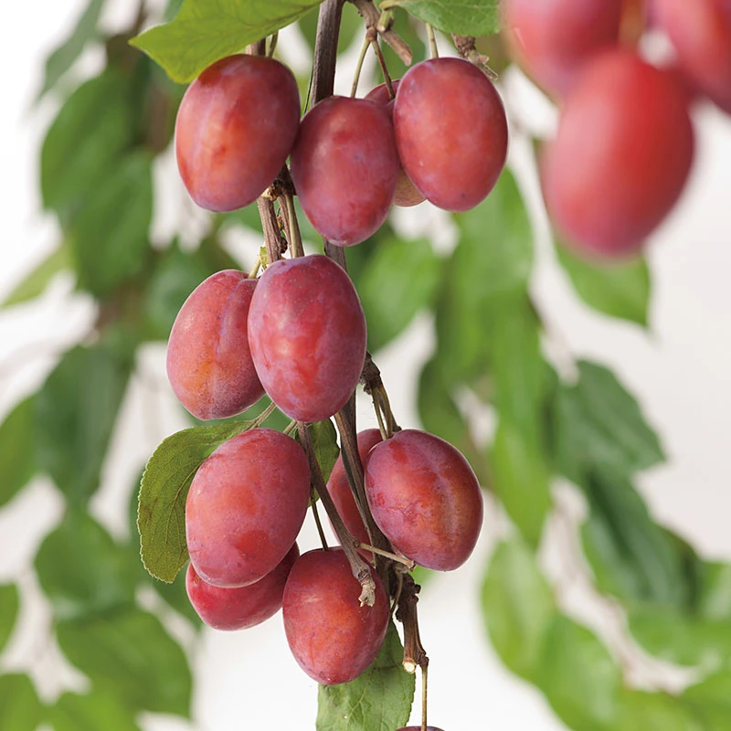 Plommon 'Victoria' 1 Plommon 'Victoria'