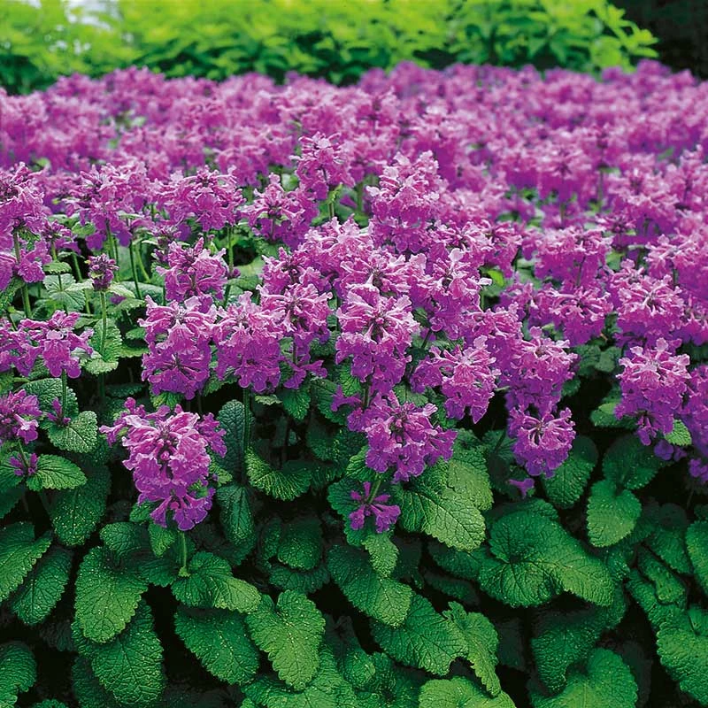 Praktbetonika 'Superba', 6-pack 2 Praktbetonika 'Superba', 6-pack - Image 2