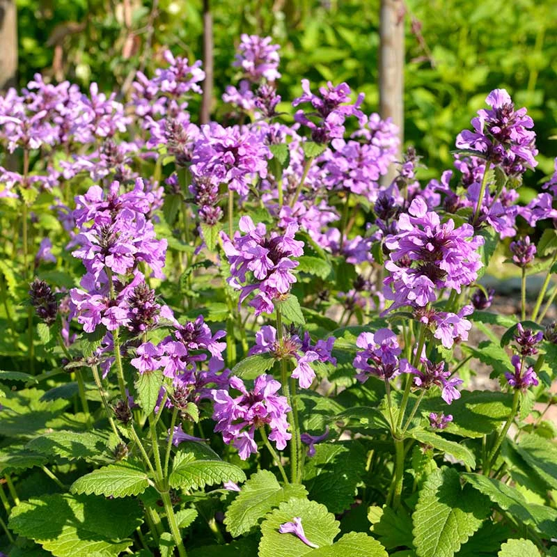 Praktbetonika 'Superba', 6-pack 1 Praktbetonika 'Superba', 6-pack