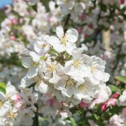 Prydnadsapel 'Evereste' -Meyer Sales Shop prydnadsapel evereste 3