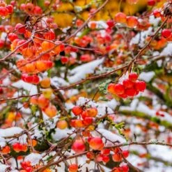Prydnadsapel 'Evereste' -Meyer Sales Shop prydnadsapel evereste 4
