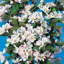 Prydnadsapel, Malus 'Red Sentinal'