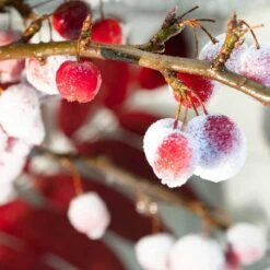 Prydnadsapel, Malus 'Red Sentinal' -Meyer Sales Shop prydnadsapel malus red sentinal vinter