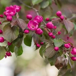 Prydnadsapel, Malus 'Rudolf' 5 Prydnadsapel, Malus 'Rudolf' -Meyer Sales Shop prydnadsapel malus rudolf blomma