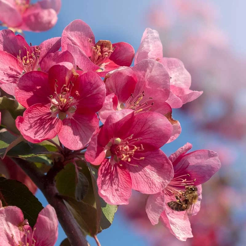 Prydnadsapel, Malus 'Rudolf' 3 Prydnadsapel, Malus 'Rudolf' - Image 3