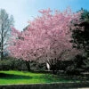 Prydnadskörsbär, Prunus 'Accolade'