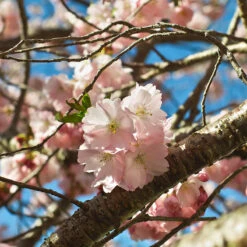 Prydnadskörsbär, Prunus 'Accolade' -Meyer Sales Shop prydnadskorsbar prunus accolade blomma