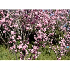 Prydnadskörsbär, Prunus 'Accolade' -Meyer Sales Shop prydnadskorsbar prunus accolade trad