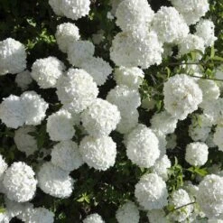 Prydnadsolvon 'Eskimo'