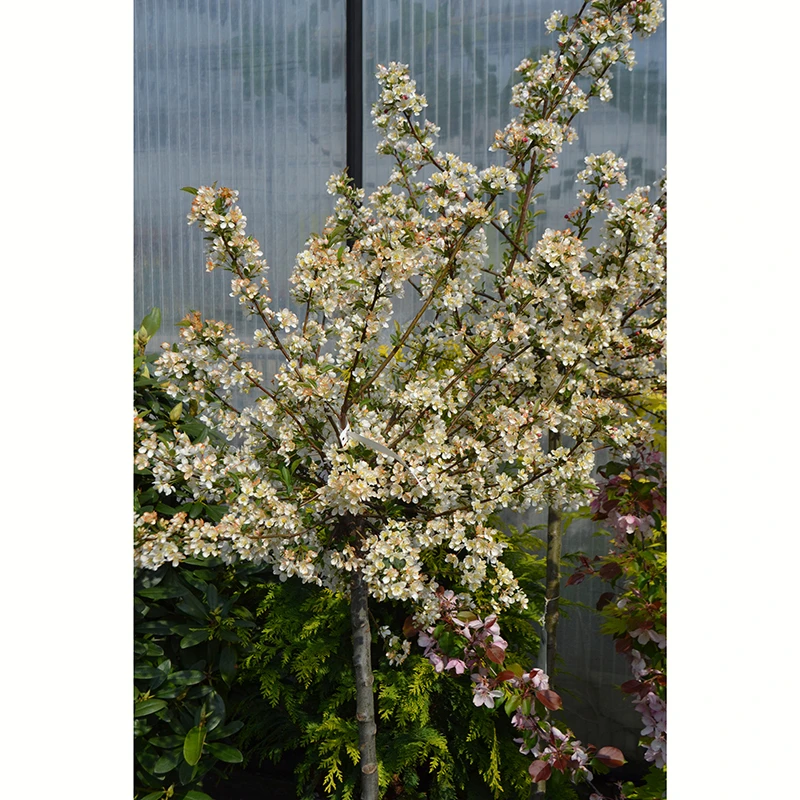 Bukettapel 'Tina' 2 Bukettapel 'Tina' - Image 2