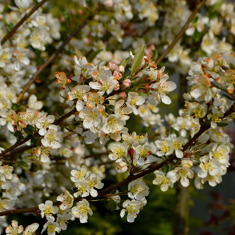 Bukettapel 'Tina' 1 Bukettapel 'Tina'