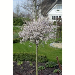 Front Page -Meyer Sales Shop prydnadstrad dvargkorsbar kojou no mai 1