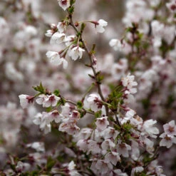 Dvärgkörsbär 'Kojou-no-mai' -Meyer Sales Shop prydnadstrad dvargkorsbar kojou no mai 3